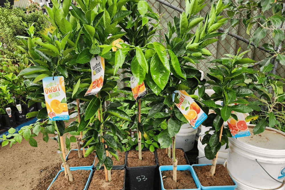 Fruit trees